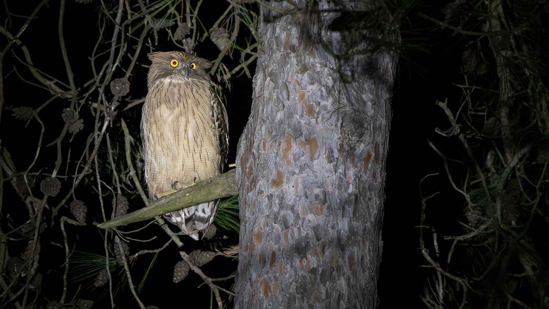 Brown Fish-Owl
